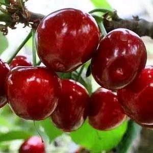 洛阳知节岭农林科技开发有限公司头像