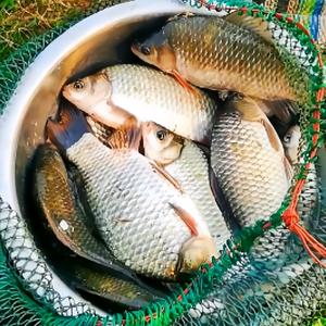 老张爱钓鱼---池州头像