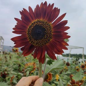 🍀^清心^☘️【拒闲聊】头像