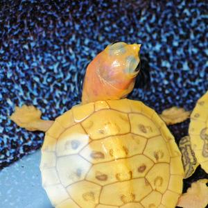 大雨养龟日记头像