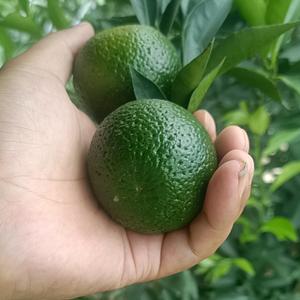 新会国家AAAA级天马柑头像