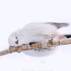 飞沙走石冻柠茶头像