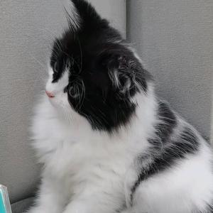 Lucky是个哼唧怪头像