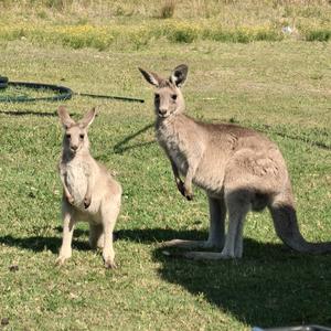 王千一不打袋鼠头像