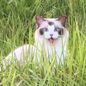 关云长加速器助手头像