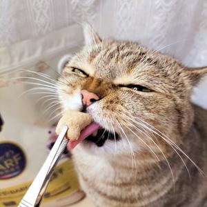 柠檬不姓柠头像