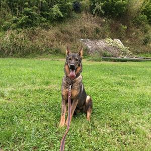 80后云南原生态养殖618头像