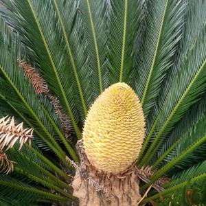 开心每一天(✪▽✪)头像