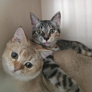 🌈萌萌萌萌萌萌阿呆-头像