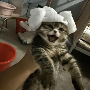 十一老巫婆头像