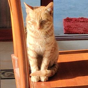 微笑狗狗头／😊头像