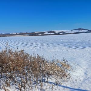 я穿林打叶头像