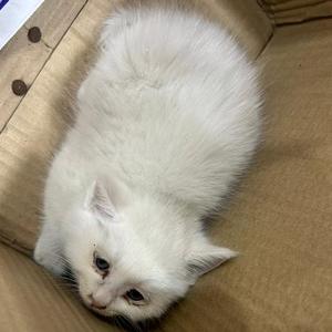 哈利是猫啊头像