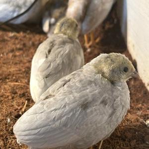 李大姐养小鸡头像