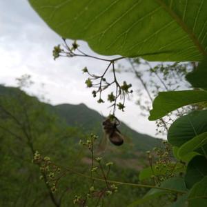 横看成岭侧成峰头像