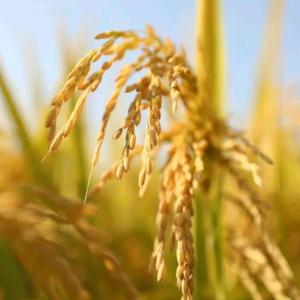 小学 林老师头像