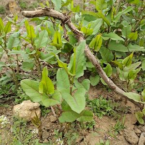 疯狂原始人爱听歌丫头像