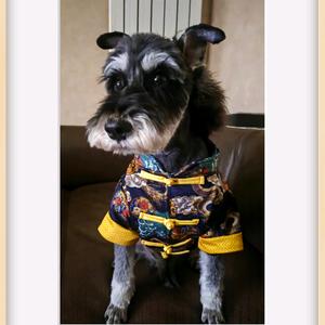 毛孩儿库珀的麻麻头像