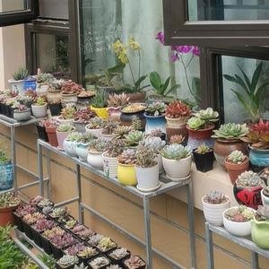 花是心灵的寄托头像