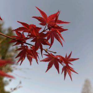 🌱花🌸儿🌼朵🌺朵🌷开🍀头像