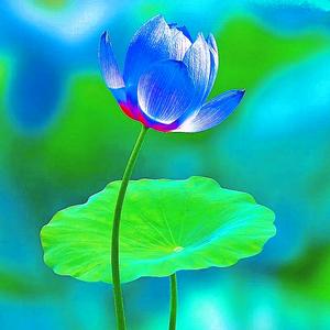 家有三千金头像