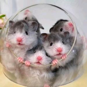 打哈欠的小熊萌宠馆(出熊)头像