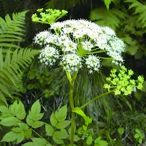 老陈中药养生头像