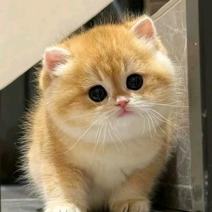 哈喽家的猫（复制抖音号）头像