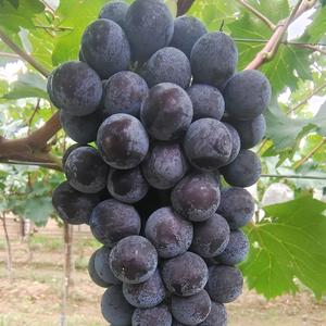 纵横四海Z哥头像