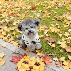 芝麻馅汤圆🐶头像