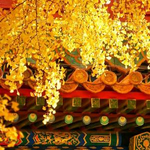 为霞尚满天头像