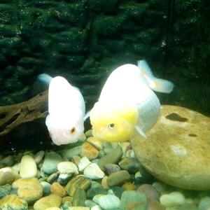 Hero(●—●)谭头像