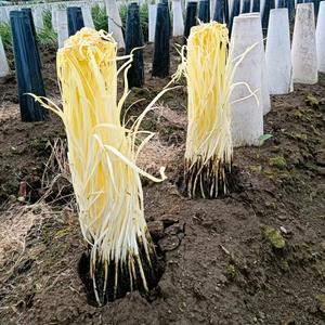 强记农资（专注韭黄、韭菜）头像