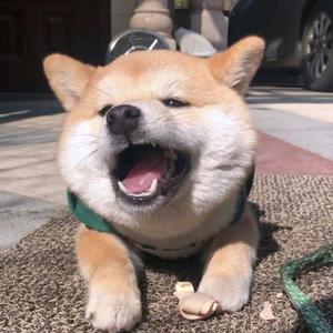 扔了也不给转转头像