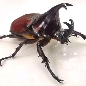 屎壳郎💀💀💀头像