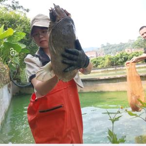 鑫泉生态龟鳖头像