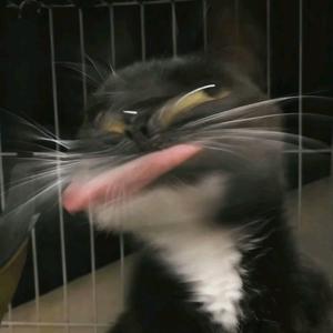 小林淋不淋头像