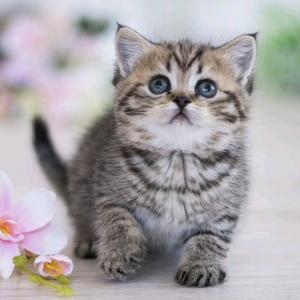 音乐欣赏汇头像