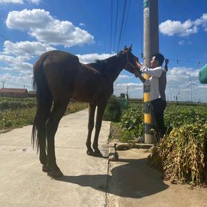 我的草原我的🐴头像