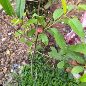 *⁂((✪落子无悔✪))⁂*头像