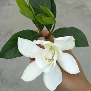 青花椒批发头像