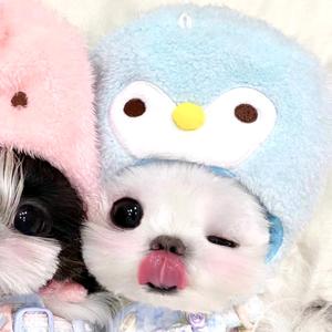 唔哩胸腺嘧啶头像