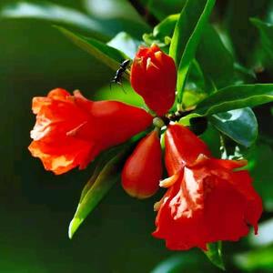 烟台大梅海鲜头像