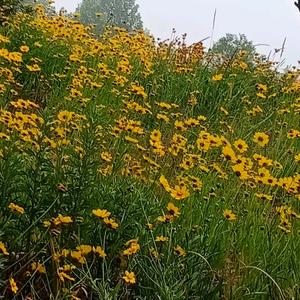 天上的星星：头像