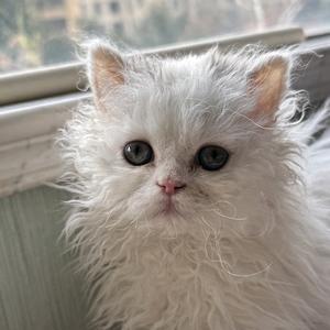 年糕是只卷毛猫头像