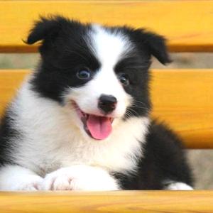 明月照我还头像