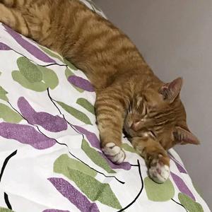 赖皮猫影视头像