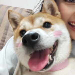 麦旋风小柴头像