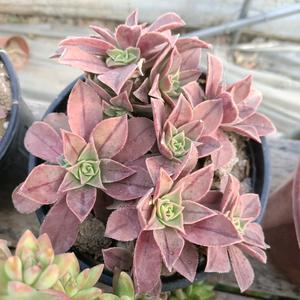 郸城倩倩花圃。批发零售头像