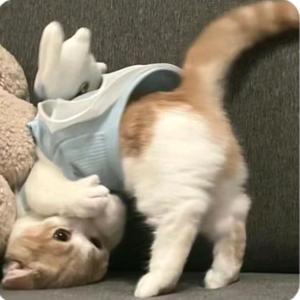 橙橙橙叶🍊头像